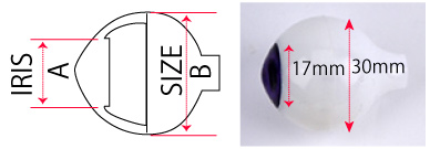 アイリスサイズ