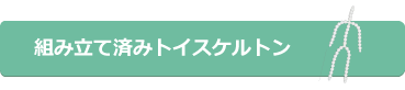 組み立て済みトイスケルトン